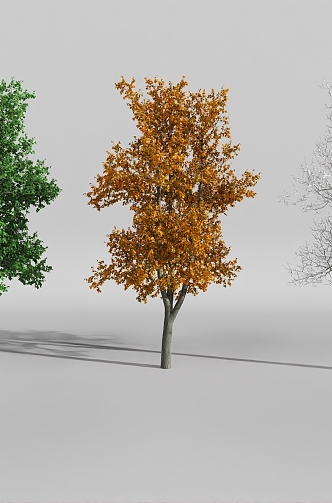 plant four seasons landscape tree spring summer autumn winter 3d model