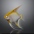 Orange and white angelfish with long fins swimming in dark background with reflection