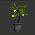 Vibrant Lemon Tree with Green Leaves and Yellow Lemons in Gray Pot