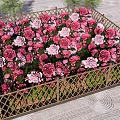 Garden Landscape With Square Flower Bed Wooden Lattice Fence And Pink Purple Flowers