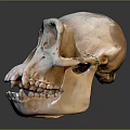 Modern Skull Human Skull Fossil Skull Skeleton 3d model