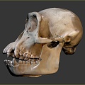 Modern Skull Human Skull Fossil Skull Skeleton 3d model