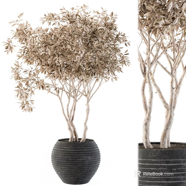 Elegant Indoor Garden Decorative Trees With White Trunks Brown Leaves And Black Textured Pots 3d model 