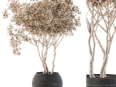 Elegant Indoor Garden Decorative Trees With White Trunks Brown Leaves And Black Textured Pots 3d model