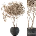 Elegant Indoor Garden Decorative Trees With White Trunks Brown Leaves And Black Textured Pots