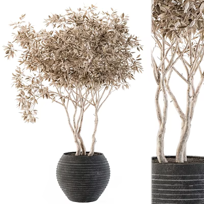Elegant Indoor Garden Decorative Trees With White Trunks Brown Leaves And Black Textured Pots 3d model