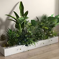 Bonsai Potted Plants in Rectangular White Concrete Planter with Lush Mixed Green Foliage Indoor
