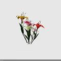 Colorful Lily Flowers Red White Pink Yellow Blooming Fresh Beautiful Garden Plants