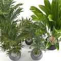 Indoor Potted Plants With Feathery And Broad Leaves In Black Pots For Home Decoration
