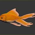 Orange Goldfish With Large Tail Fins On Black Background Showing Reflection 3d model