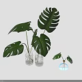 Monstera Plants With Green Leaves In Glass Vases Of Different Sizes And Water