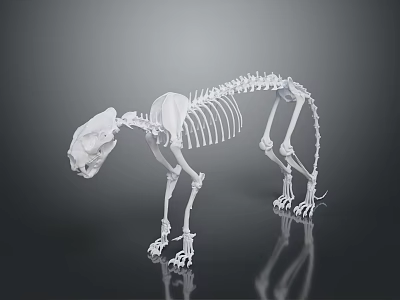 White Feline Animal Skeleton in Standing Pose with Detailed Anatomical Structure and Reflection 3d model