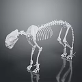 White Feline Animal Skeleton in Standing Pose with Detailed Anatomical Structure and Reflection
