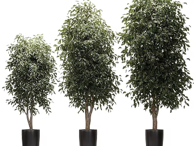Decorative Potted Bonsai Trees With Different Heights And Green Leaves In Black Pots 3d model