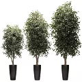 Decorative Potted Bonsai Trees With Different Heights And Green Leaves In Black Pots