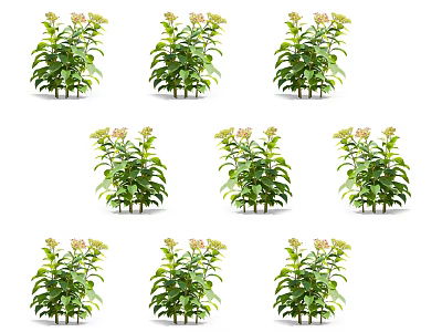 Potted Green Plants With Lush Leaves And Yellow Blooms Arranged In Three By Three Matrix 3d model