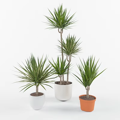 Tall and Short Green Leafy Potted Plants in White and Brown Indoor Pots 3d model