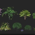 Various Types of Plants Including Purple Flowering Trees Palm Shrubs and Ferns