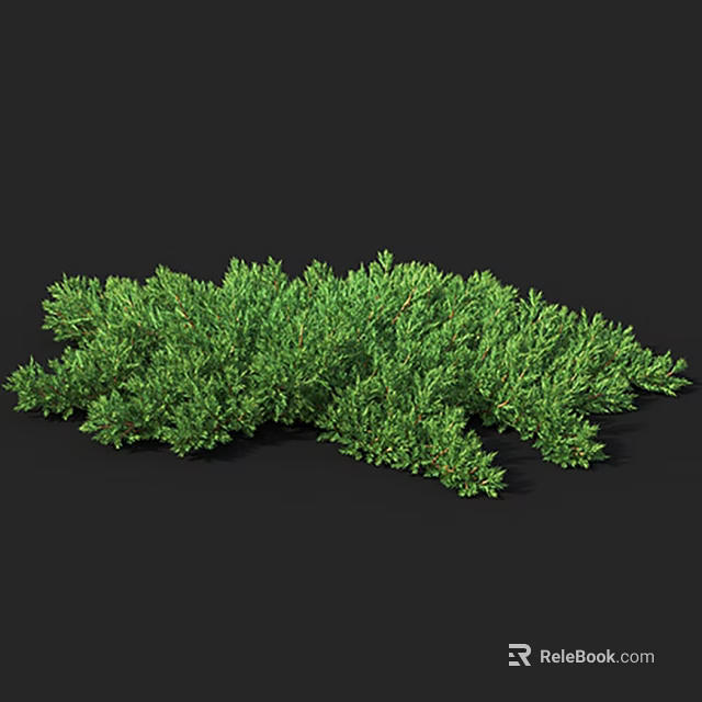 Lush Green Evergreen Shrub With Dense Vibrant Foliage On Black Background 3d model 
