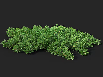 Lush Green Evergreen Shrub With Dense Vibrant Foliage On Black Background 3d model