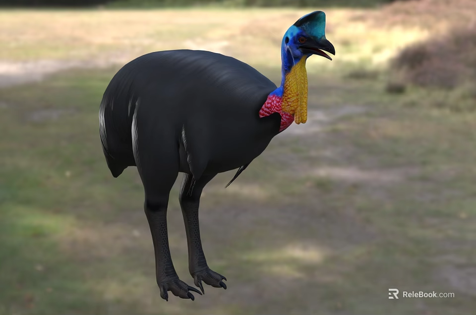Cassowary Bird With Black Feathers Blue Head And Colorful Neck In Natural Habitat 3d model 