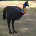 Cassowary Bird With Black Feathers Blue Head And Colorful Neck In Natural Habitat