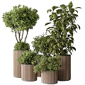 Bonsai Potted Plants with Various Green Foliage in Brown Cylindrical Pots