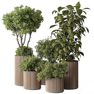 Bonsai Potted Plants with Various Green Foliage in Brown Cylindrical Pots 3d model