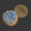 Fresh Whole and Halved Durian with Exposed White Flesh Close Up View