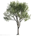 Healthy Deciduous Tree With Tall Trunk Lush Green Foliage And Spreading Branches