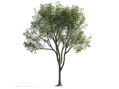 Healthy Deciduous Tree With Tall Trunk Lush Green Foliage And Spreading Branches 3d model