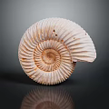 Conch Bone Snail Field Snail 3d model