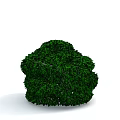 Lush Green Round Shaped Shrub With Dense Foliage And Neatly Trimmed Appearance