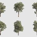 Leaf-changing pagoda tree landscape tree 3d model