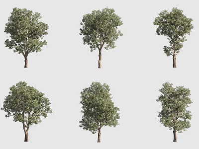 Tall Trees in Various Growth Forms Showcased With Lush Foliage And Thick Trunks 3d model
