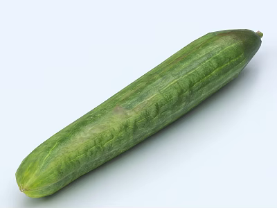 Fresh Green Long Textured Cucumber Vegetable Isolated on White Background 3d model