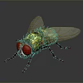 Close up View of Fly with Red Eyes Green Body and Transparent Wings