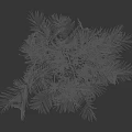 Tropical Palm Tree With Feathery Green Leaves And Clustered Trunks
