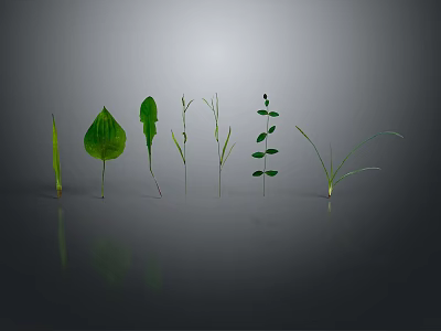 Various Green Plants With Different Leaves And Grass Arranged On Gray Background With Ground Reflection 3d model