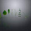 Various Green Plants With Different Leaves And Grass Arranged On Gray Background With Ground Reflection