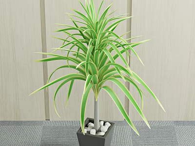 Green Bonsai Potted Plant With Slender Leaves Square Pot Small Stones Wooden Wall Gray Floor 3d model
