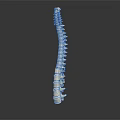 Human Spine Anatomical Model With Vertebrae Structure On Dark Background 3d model