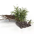 Lush Green Plants With Twigs And Stones In Natural Decorative Scene
