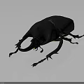 Dark Colored Beetle With Large Horn Like Structures And Chitinous Body On Gray Background