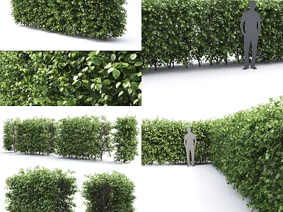 Lush Green Shrubs With Dense Foliage For Well Trimmed Garden Hedge Design 3d model