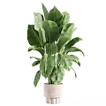 Large Leaf Potted Plant In White Pot For Indoor Home Decoration