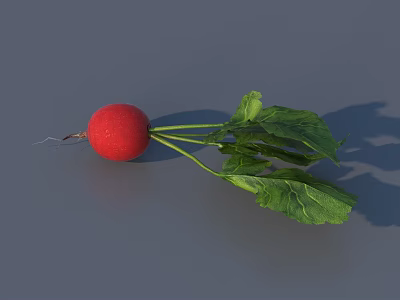 Fresh Red Radish With Green Leaves And Root On Gray Background 3d model
