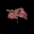 Vibrant Pink Foliage Ornamental Arbor With Lush Dense Canopy And Rounded Crown Shape