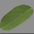 Fresh Green Leaf With Visible Veins On White Background And Natural Shadow