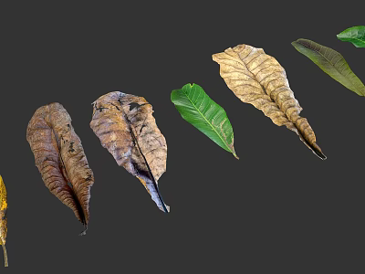 Green and Withered Plant Leaves Arranged on Gray Background with Natural Texture 3d model